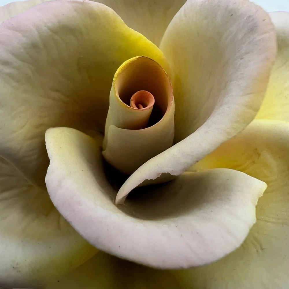 Napoleon Italy Pink /Yellow Rose Ceramic Porcelain Flower With Sticker Beautiful